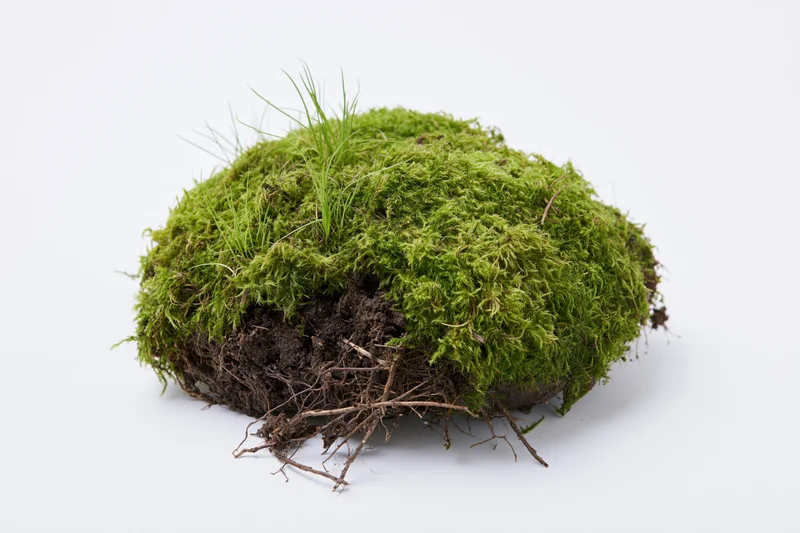 Clump of green moss with exposed soil and roots on white background