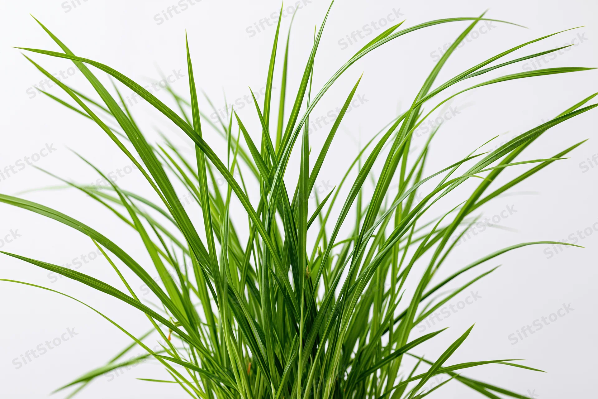 A clump of tall thin green grass blades growing upward against a white background
