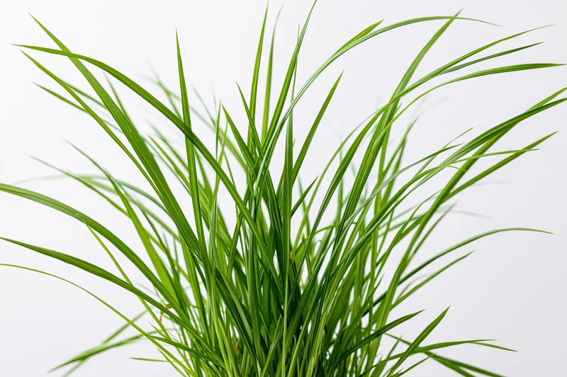 A clump of tall thin green grass blades growing upward against a white background