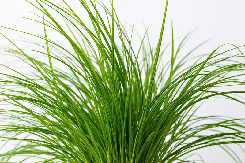 Clump of tall thin green grass blades growing upward against white background