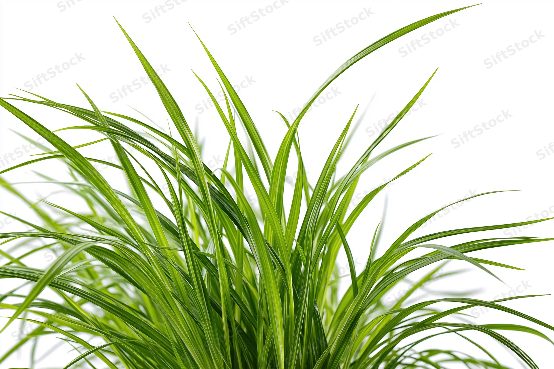 Tall thin green grass blades growing upward in a clump against white background
