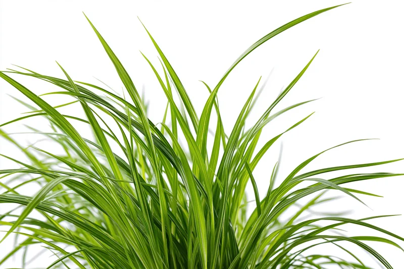 Tall thin green grass blades growing upward in a clump against white background