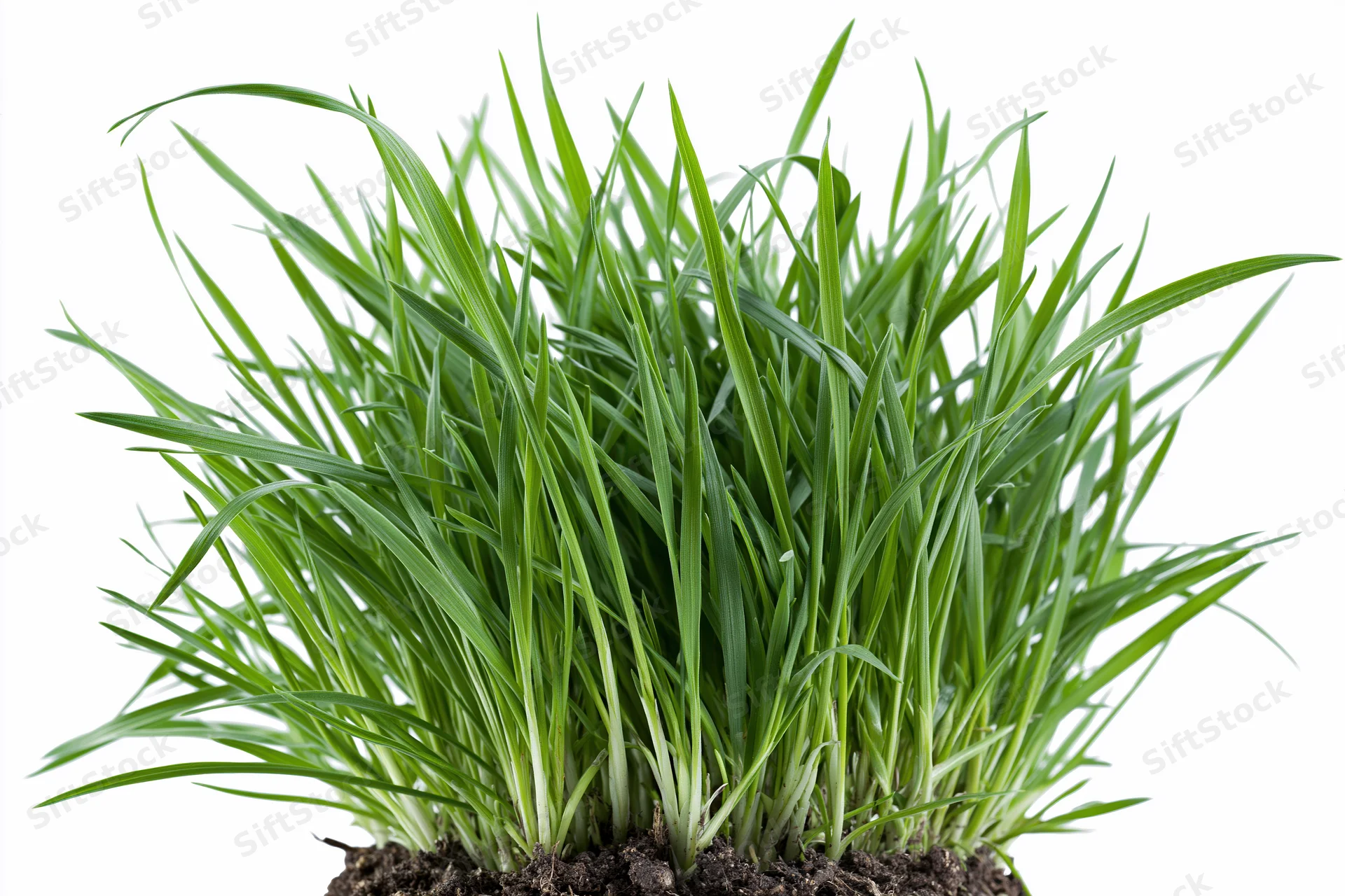Dense clump of fresh green grass blades growing upward from soil against white background