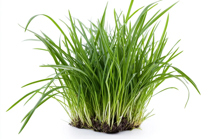 Dense clump of fresh green grass blades growing upward with visible roots and soil base isolated on white