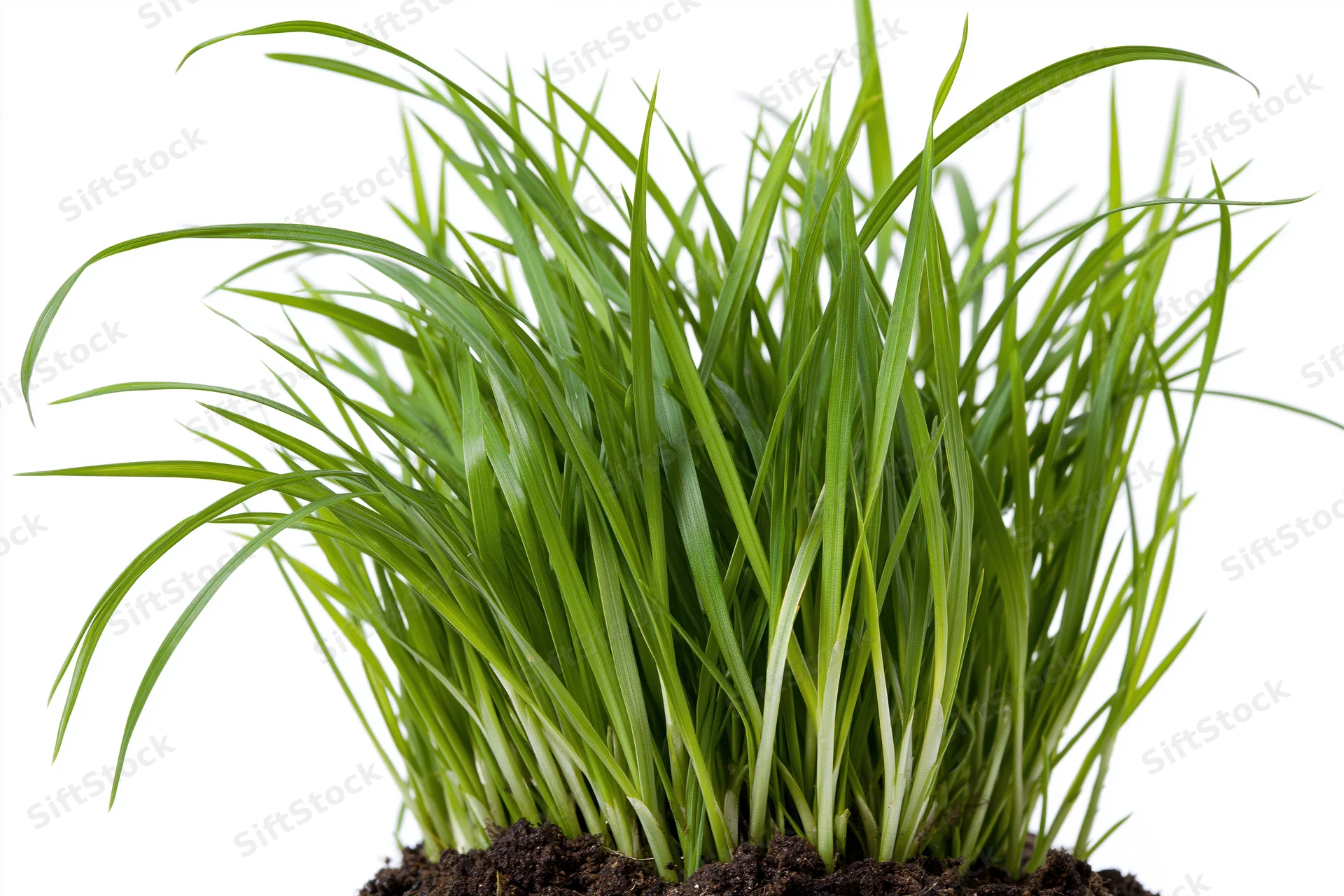 Dense clump of fresh green grass blades growing upward from soil against white background