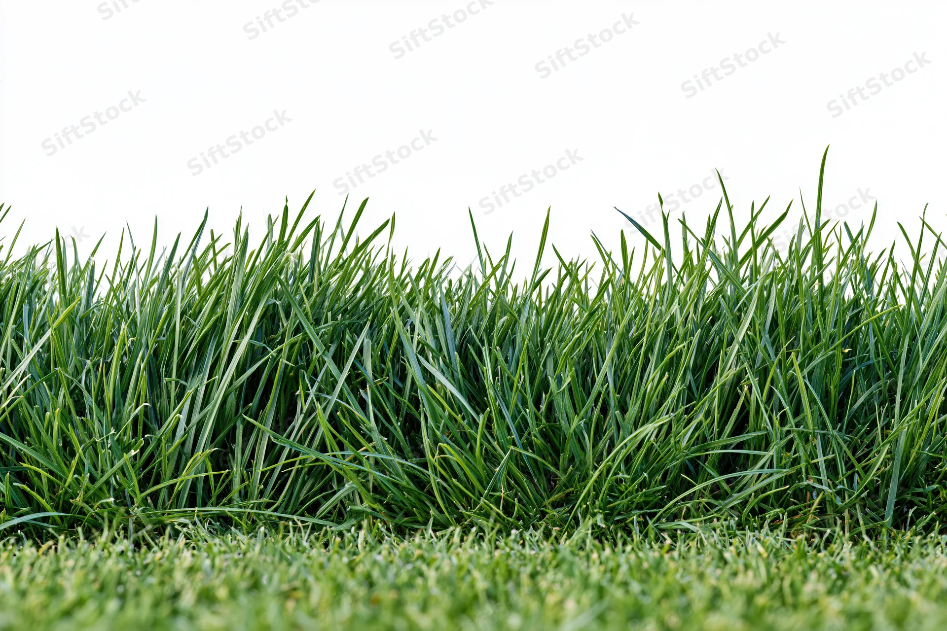 Dense patch of short-cut green grass filling the lower third of the frame against a white background