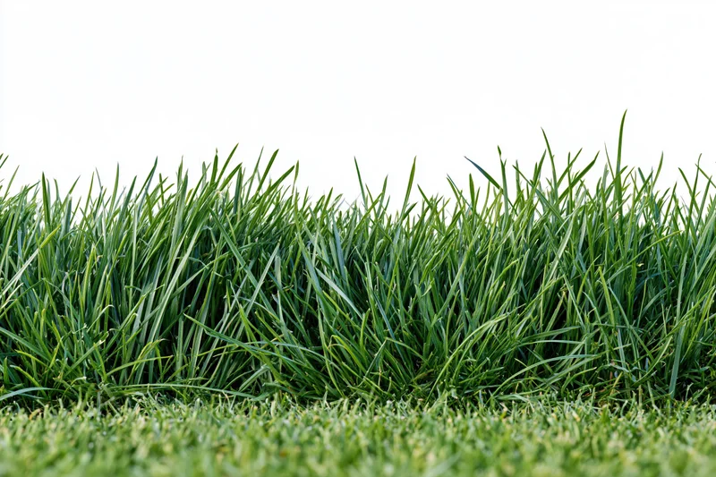 Dense patch of short-cut green grass filling the lower third of the frame against a white background