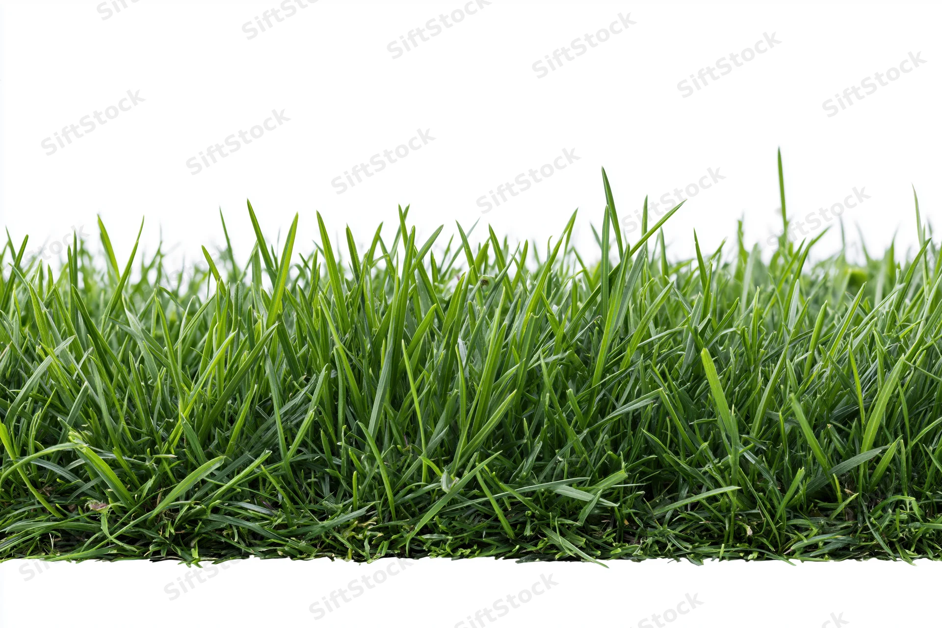 Dense short-cut green grass filling the lower third of the frame against a white background