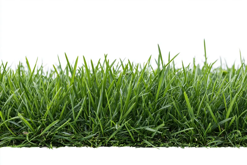 Dense short-cut green grass filling the lower third of the frame against a white background