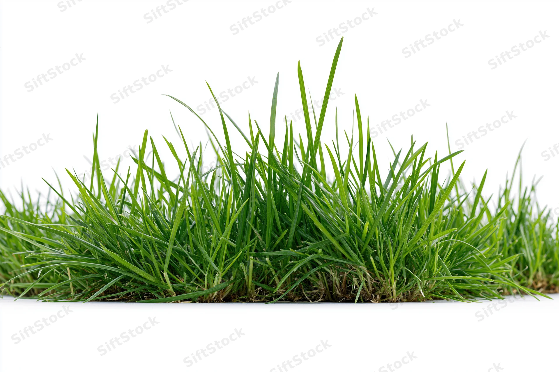 A low clump of green grass blades growing in a small patch isolated on white background