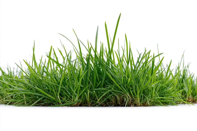 A low clump of green grass blades growing in a small patch isolated on white background
