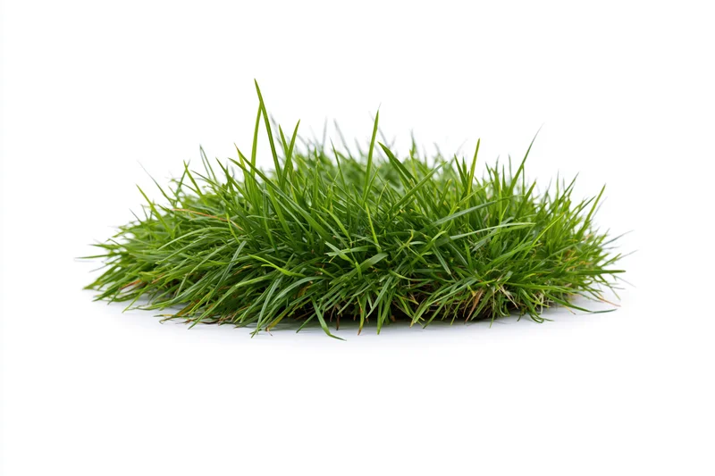 Low clump of green grass blades growing in a small patch on white background