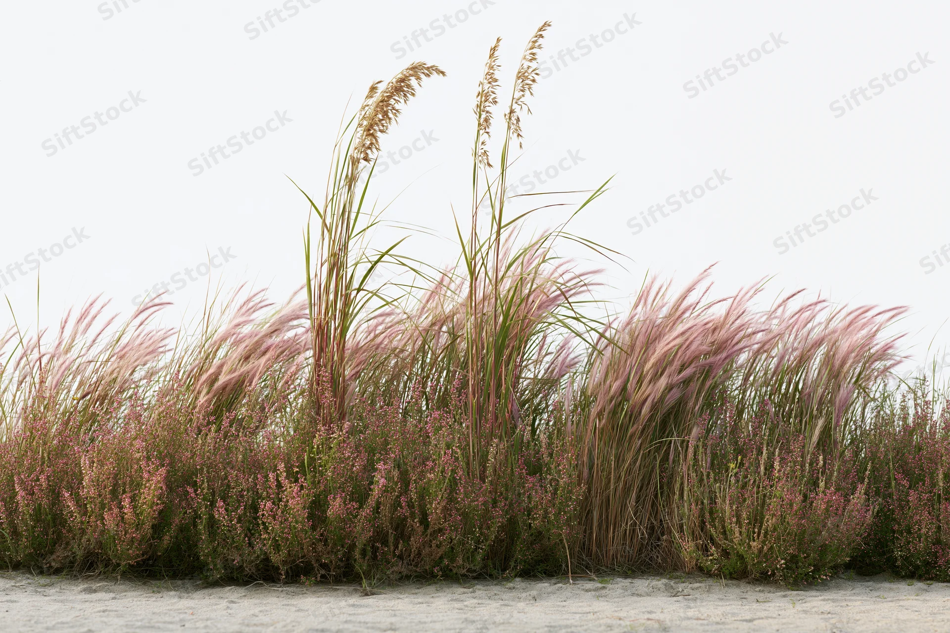 Low dense patch of wild grasses and feathery pink-tinged seagrass growing on sandy beach