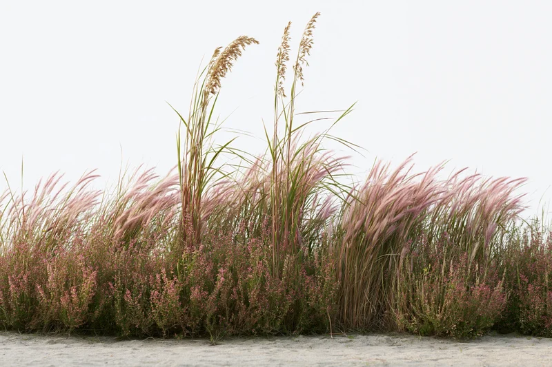 Low dense patch of wild grasses and feathery pink-tinged seagrass growing on sandy beach