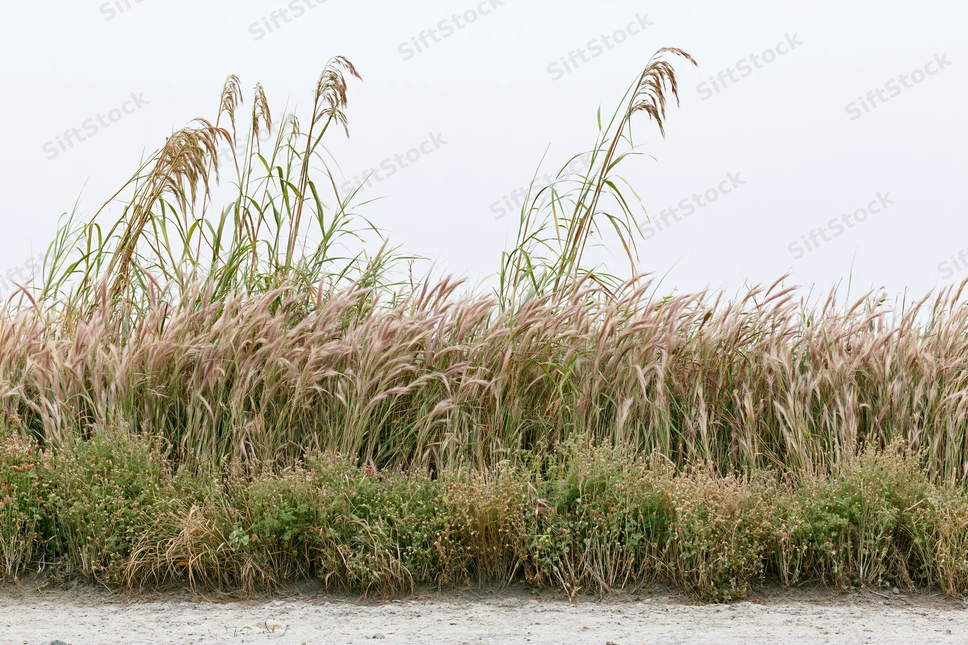 Low dense patch of wild grasses and feathery pink-tinged seagrass growing along sandy beach shoreline