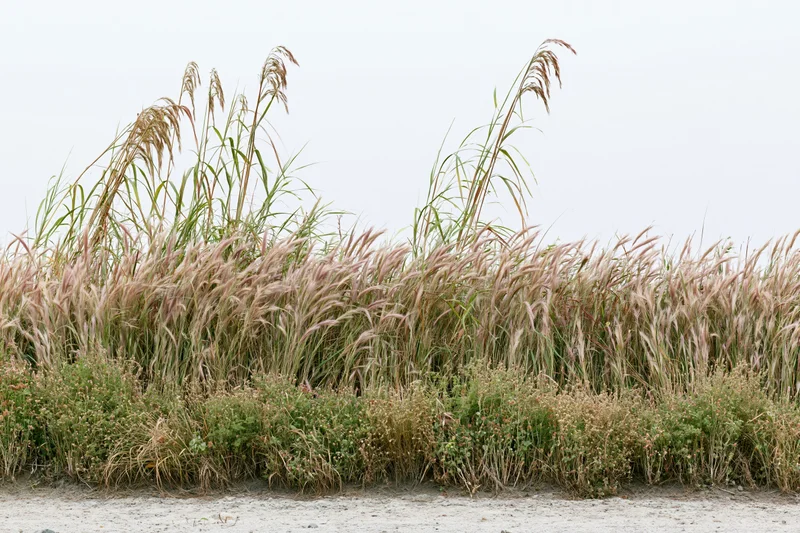 Low dense patch of wild grasses and feathery pink-tinged seagrass growing along sandy beach shoreline