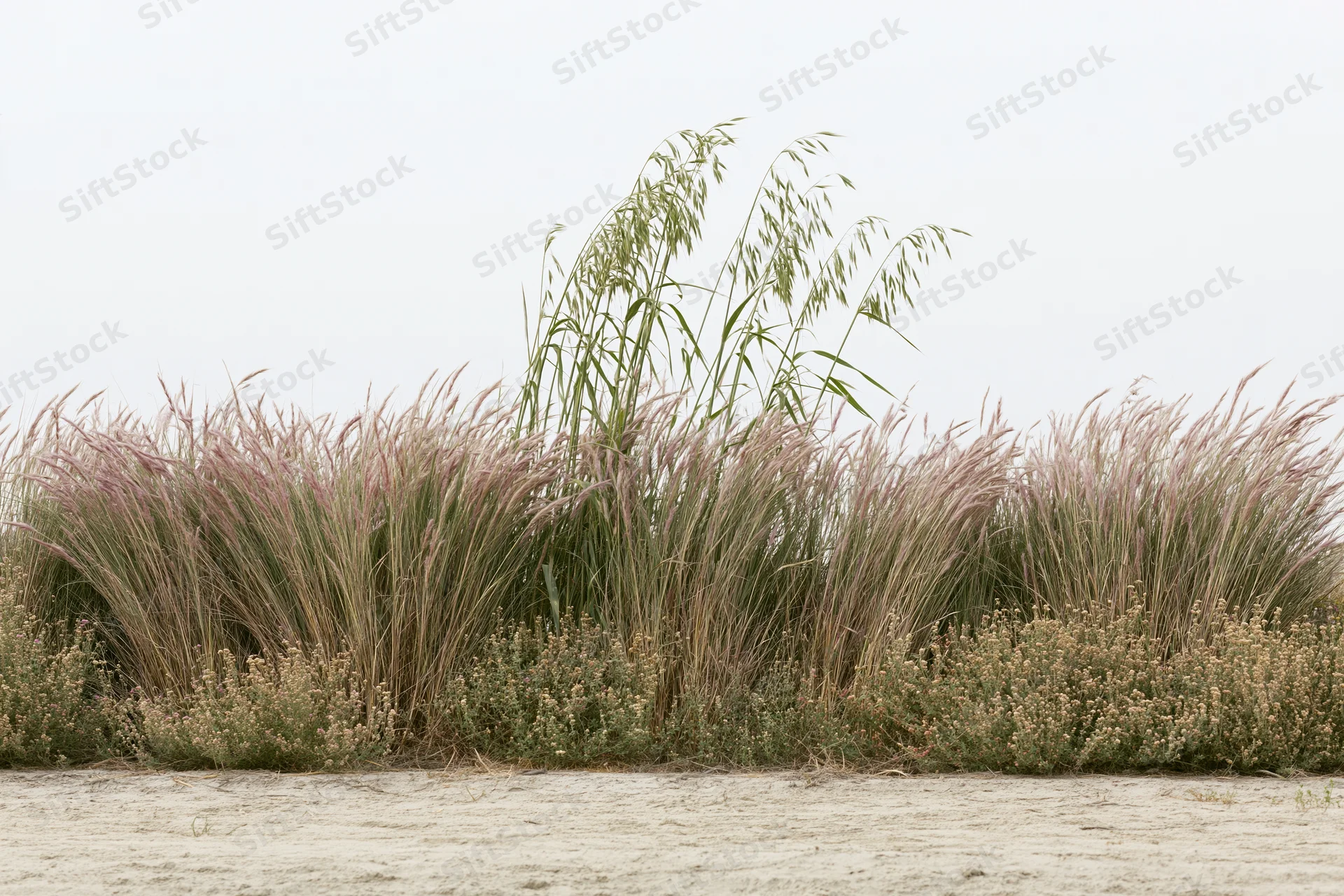Low dense patch of wild grasses with pink-tinged feathery seedheads growing along sandy shore