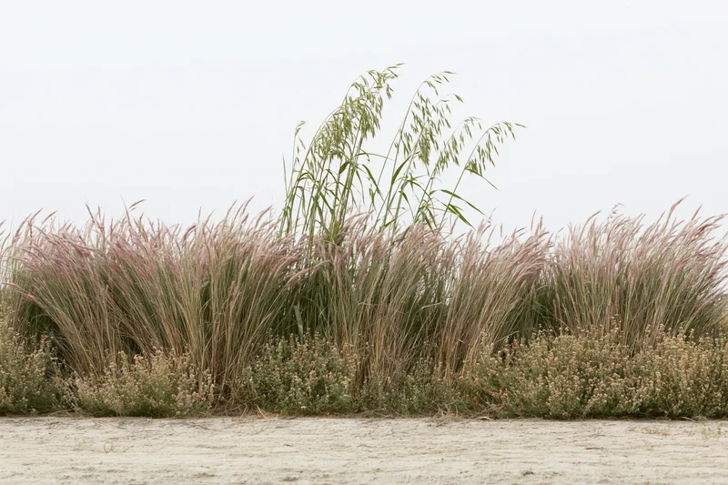 Low dense patch of wild grasses with pink-tinged feathery seedheads growing along sandy shore