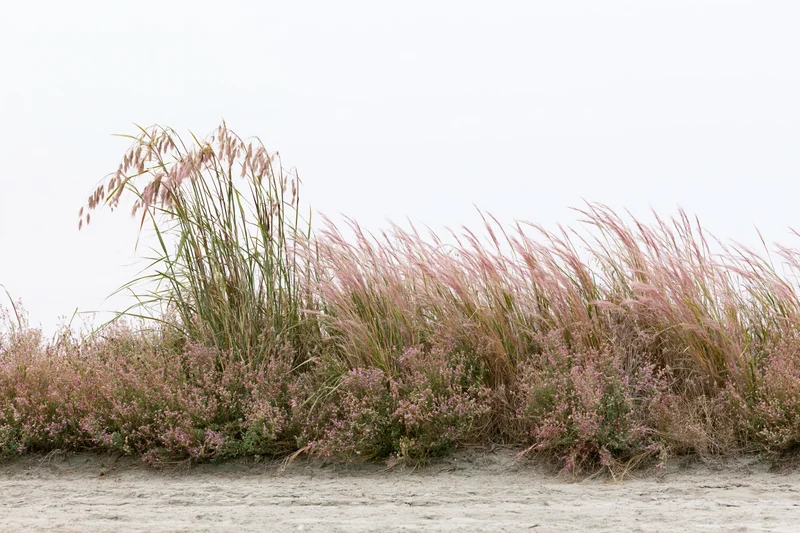 Low dense patch of wild grasses and feathery pink-tinged seagrass growing along sandy beach shoreline