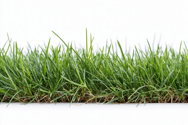 A low strip of dense green grass photographed straight-on against a white background
