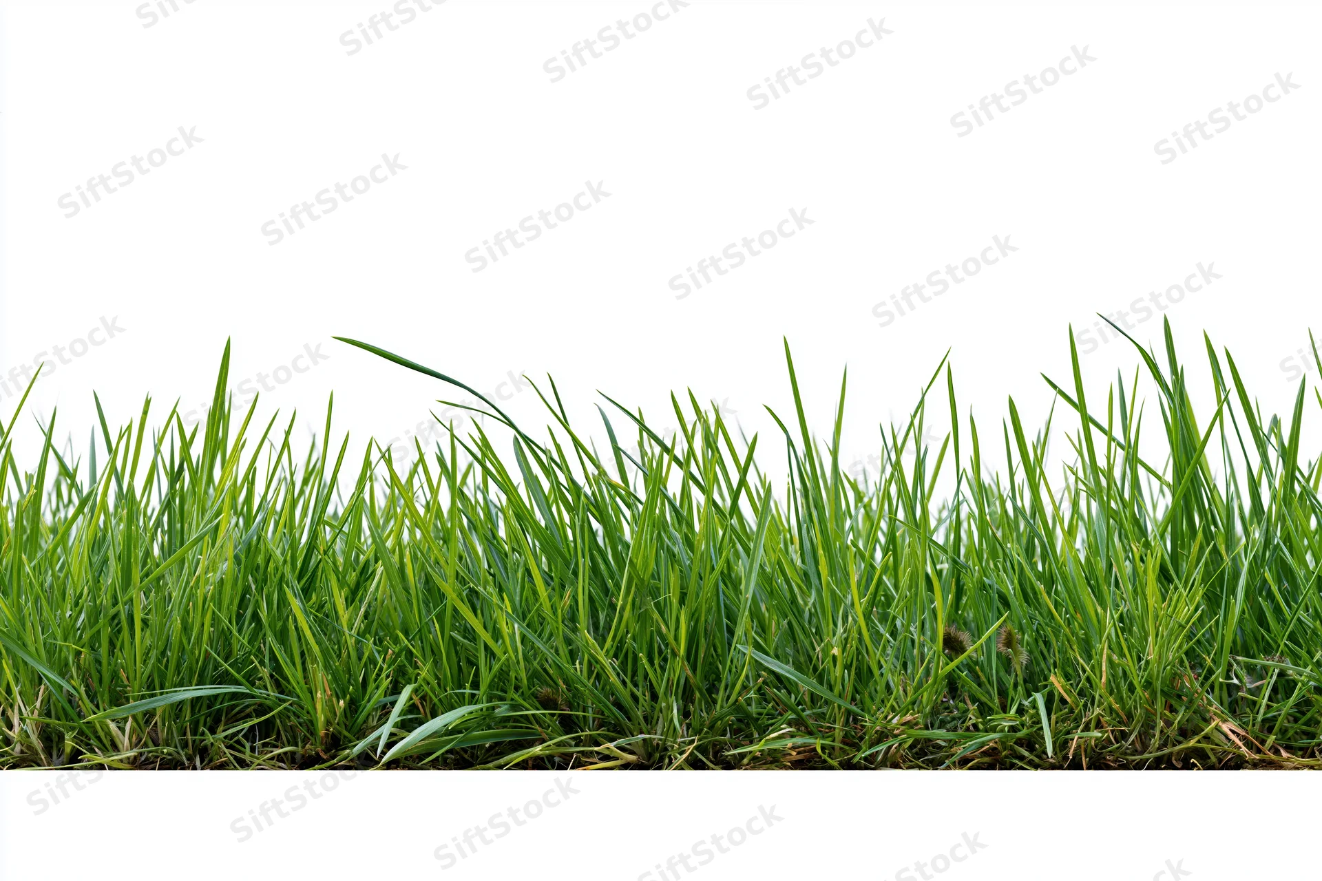 A dense strip of green grass viewed straight-on against a white background
