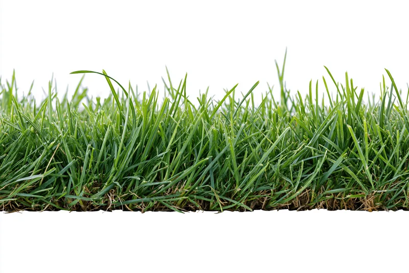 A strip of dense green grass photographed straight-on against white background