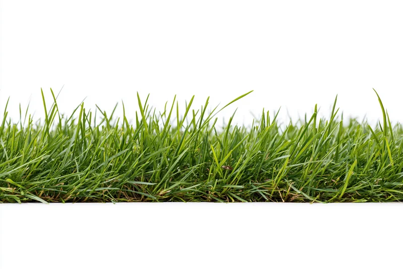 A low strip of dense green grass photographed straight-on against white background