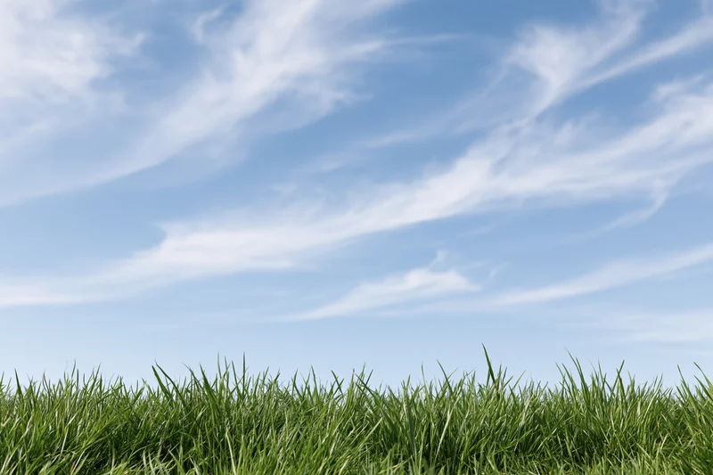 Fresh green grass at the bottom of the frame under a blue sky with wispy clouds