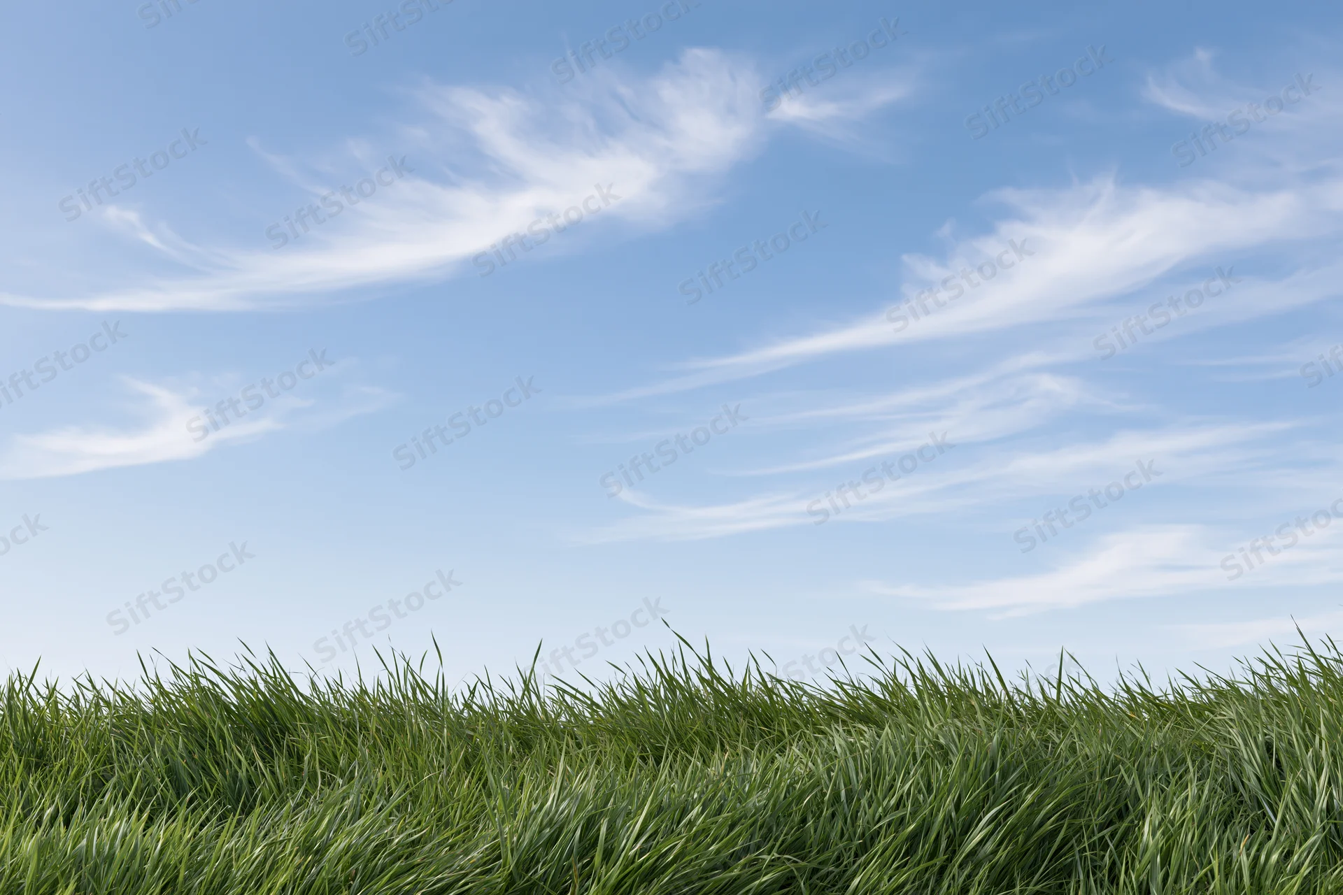Green grass filling the bottom of the frame under a blue sky with wispy clouds