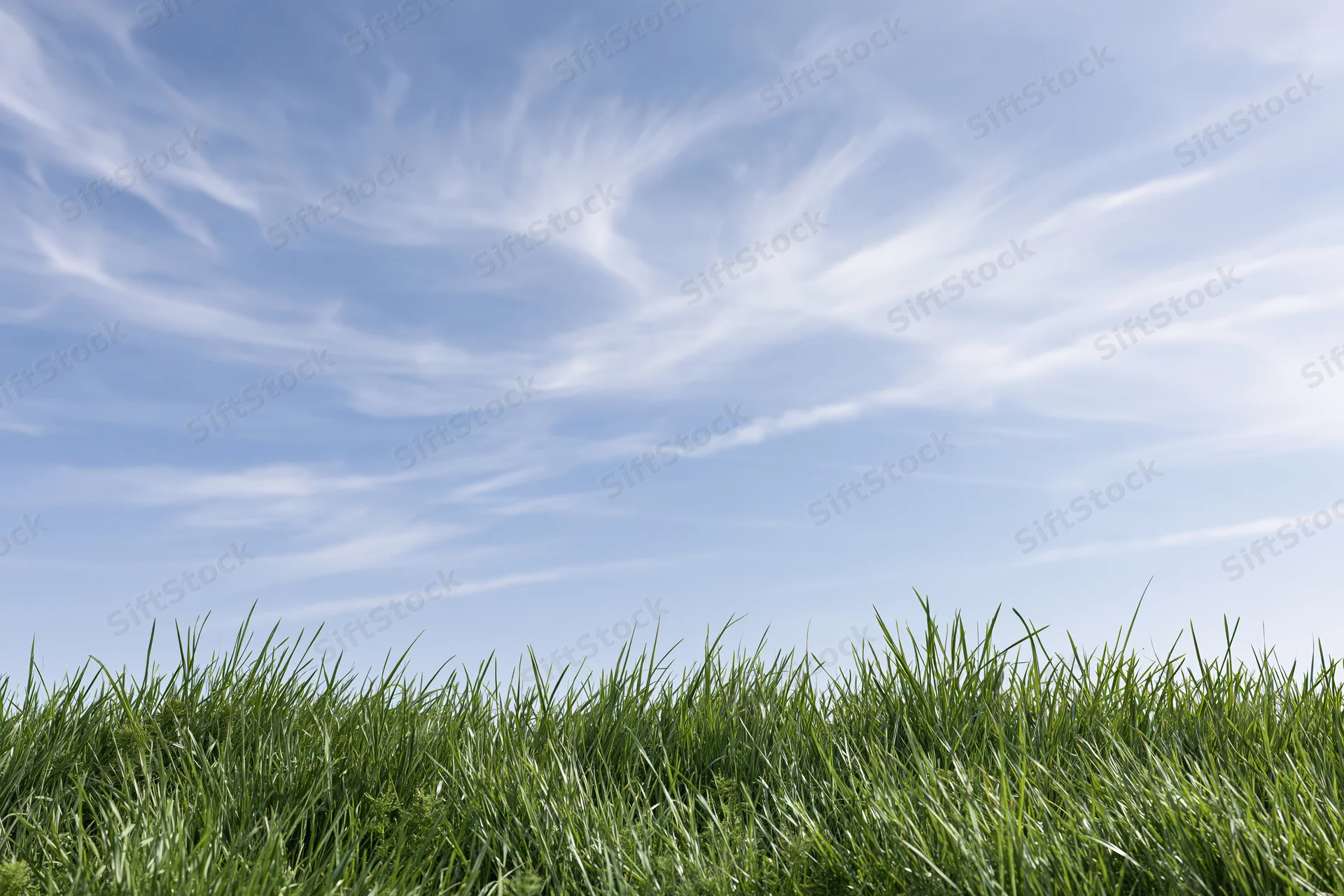 Fresh green grass filling the bottom fifth under a blue sky with wispy clouds