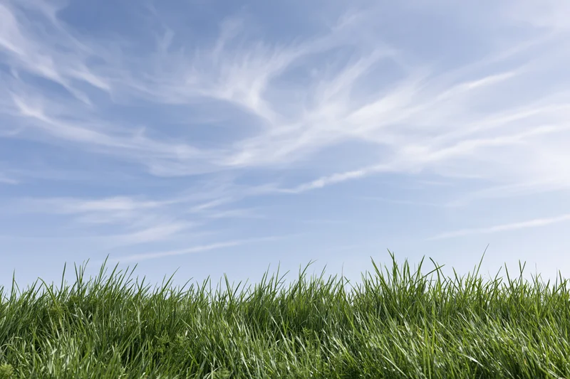 Fresh green grass filling the bottom fifth under a blue sky with wispy clouds