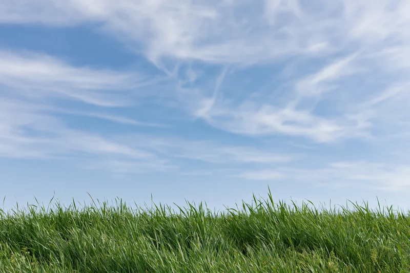 Green grass blades swaying in wind under blue sky with wispy clouds