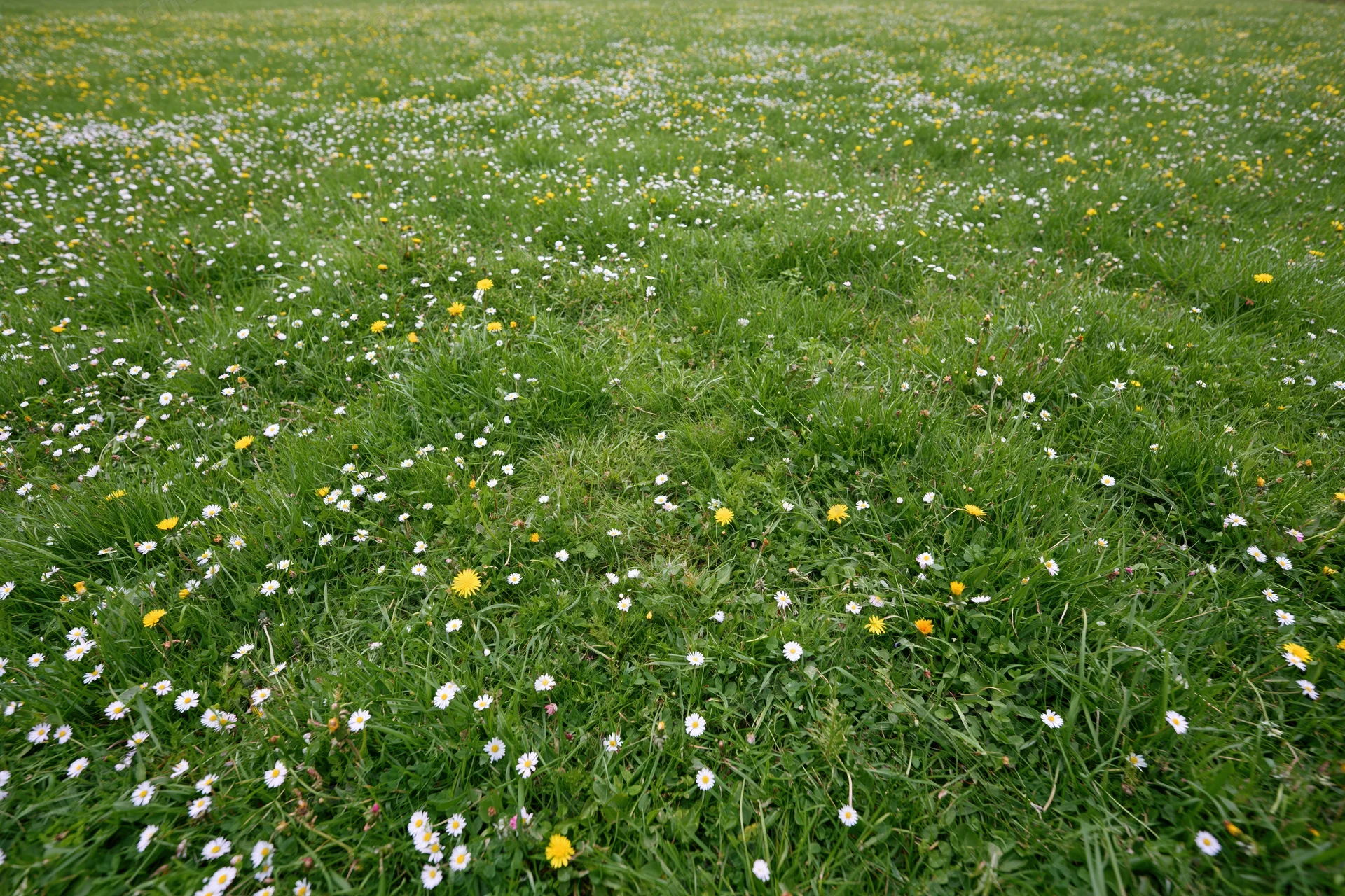 A lush green meadow scattered with small white daisies and yellow flowers