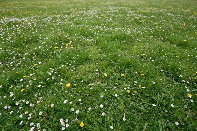 A lush green meadow scattered with small white daisies and yellow flowers