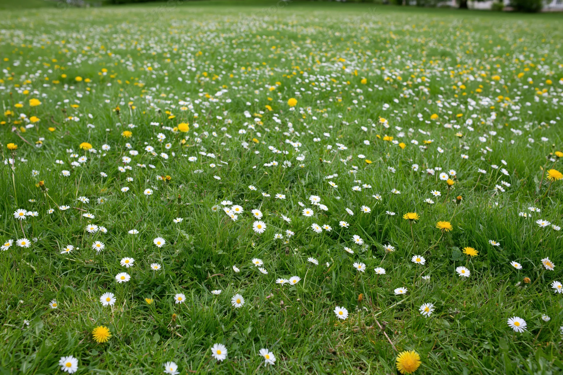 A lush green meadow scattered with small white daisies and yellow flowers