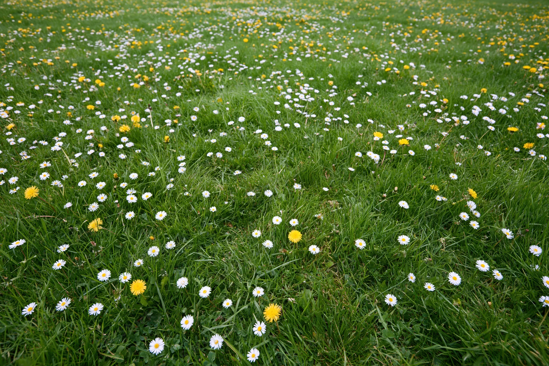 A lush green meadow scattered with small white daisies and yellow flowers