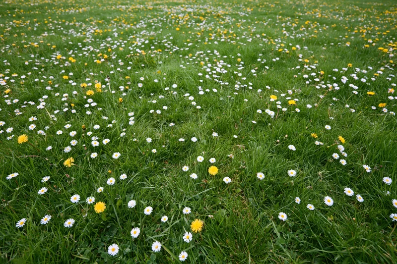 A lush green meadow scattered with small white daisies and yellow flowers