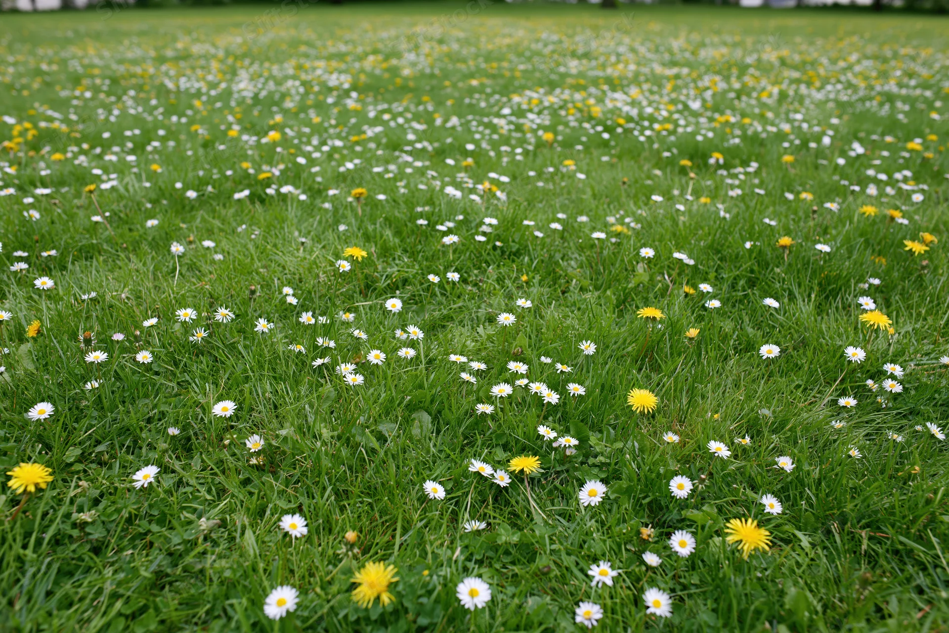 A lush green meadow scattered with small white daisies and yellow flowers