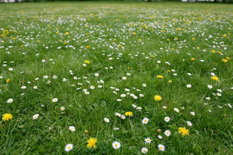 A lush green meadow scattered with small white daisies and yellow flowers