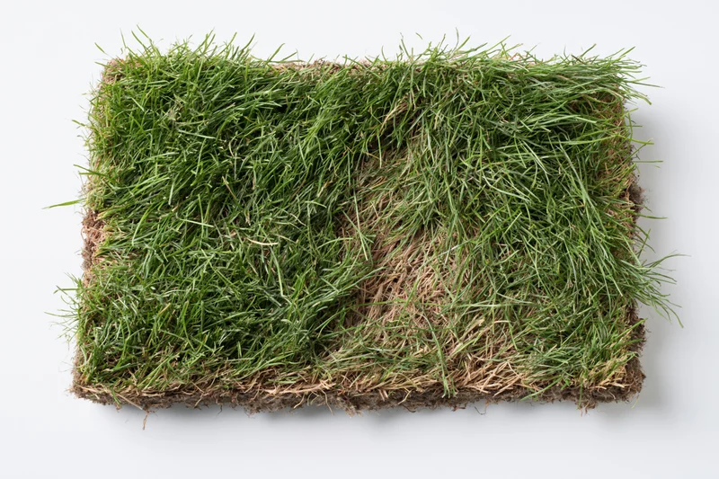 Rectangular cut natural grass turf with visible roots and soil isolated on white background