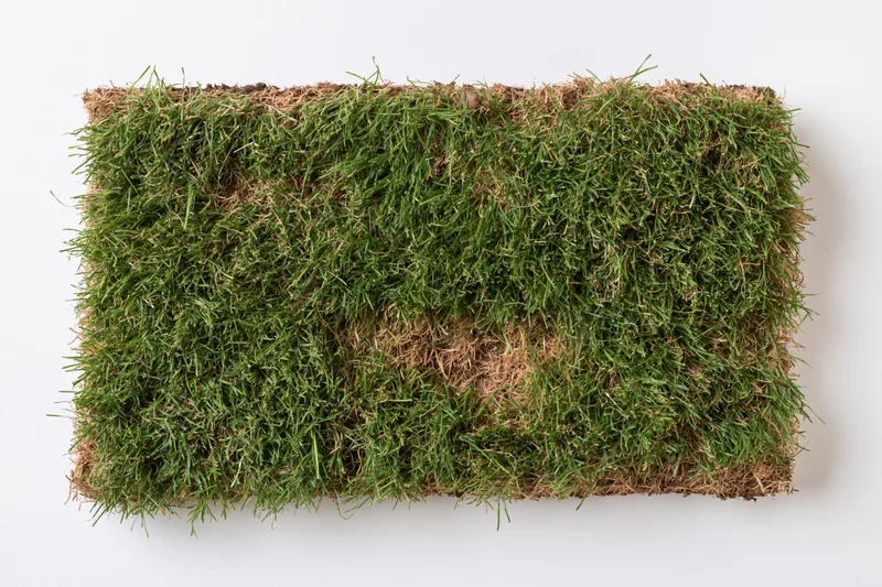 Rectangular patch of cut natural grass turf isolated on white background