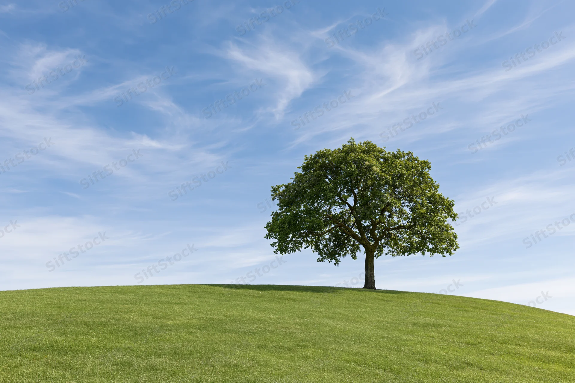 Solitary oak tree standing on a gently rolling green hill under a blue sky with wispy clouds