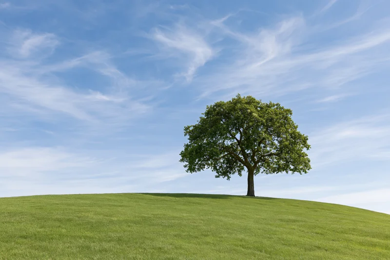 Solitary oak tree standing on a gently rolling green hill under a blue sky with wispy clouds
