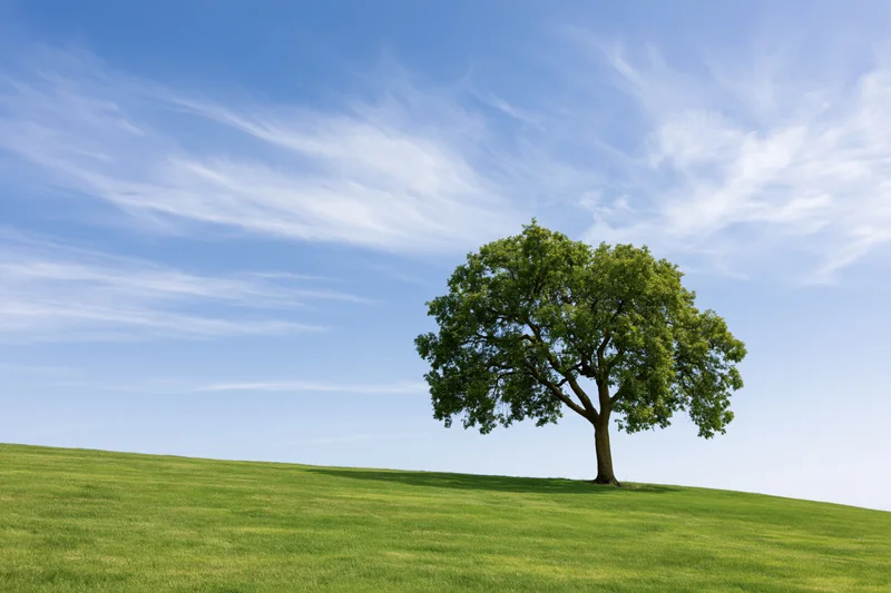 Solitary oak tree standing on a grassy hill under a blue sky with wispy clouds