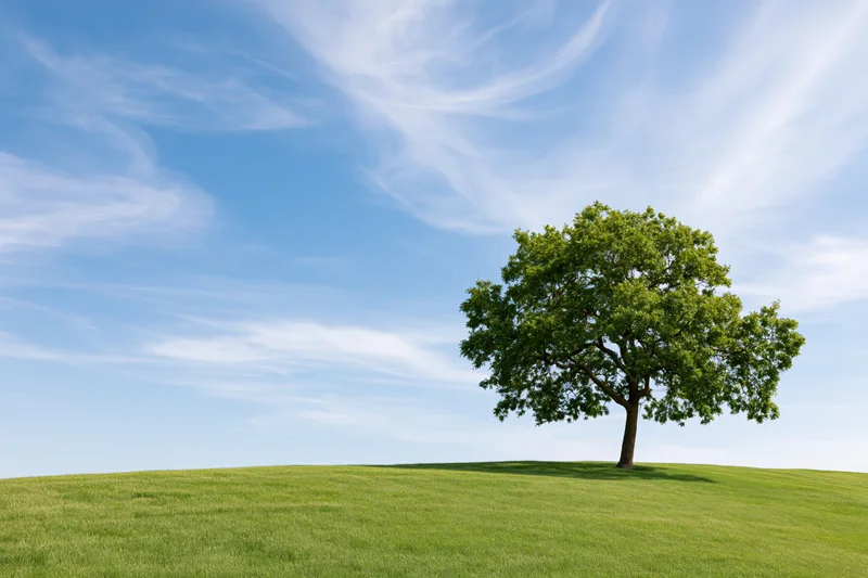 Solitary oak tree standing on a grassy hill under a blue sky with wispy clouds