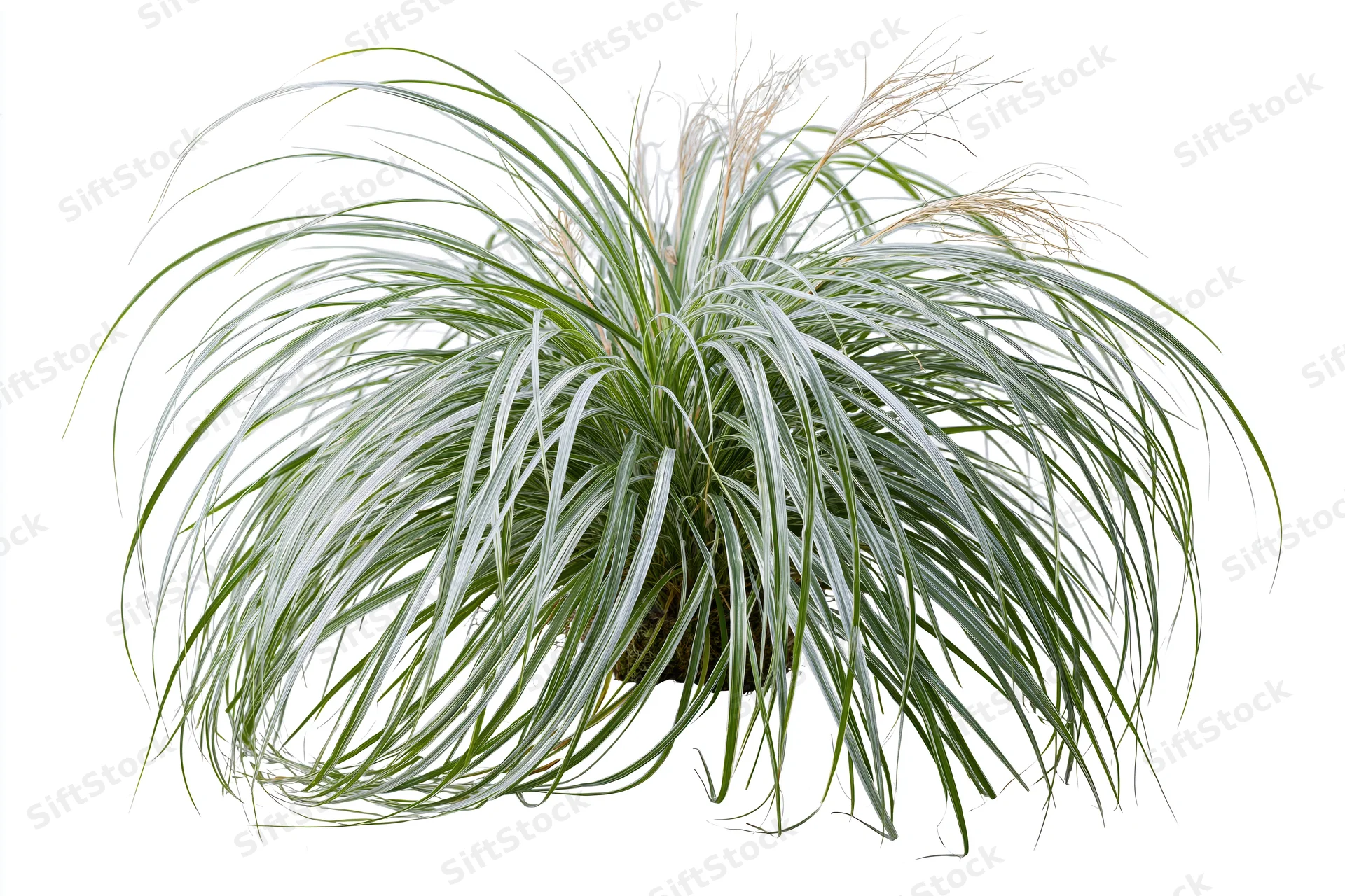 A clump of variegated ornamental grass with green and white leaves, photographed as a botanical specimen on a white background