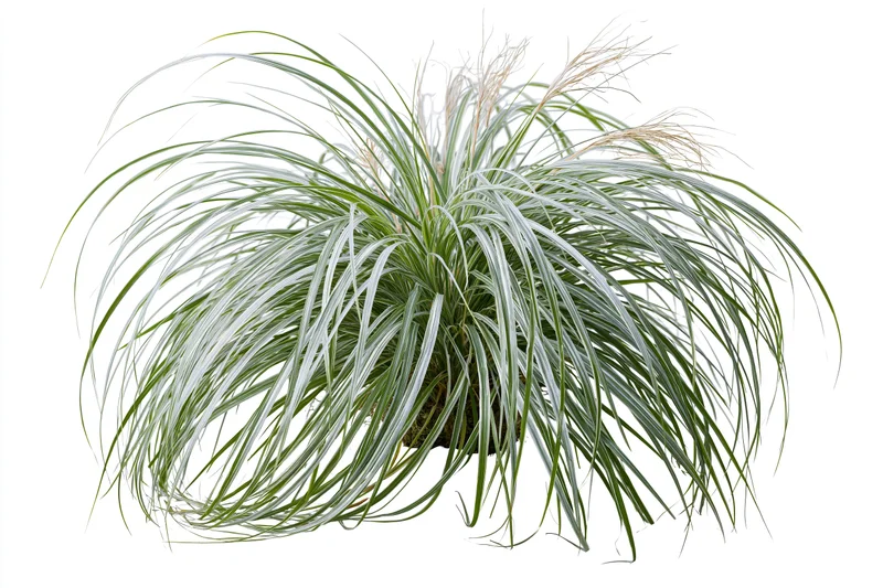 A clump of variegated ornamental grass with green and white leaves, photographed as a botanical specimen on a white background