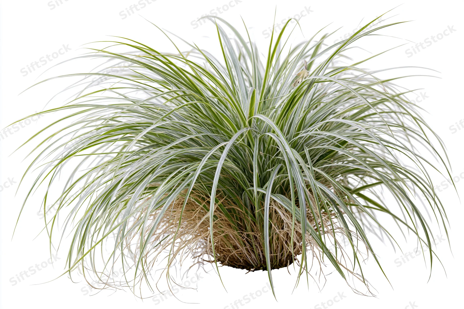 A clump of variegated ornamental grass with green and white blades growing from a root base, isolated on white