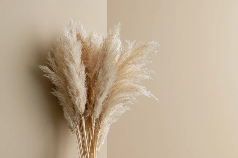 Dried pampas grass bundle leaning against beige wall corner