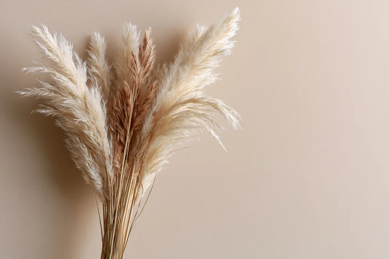 Dried pampas grass stems leaning against a beige wall